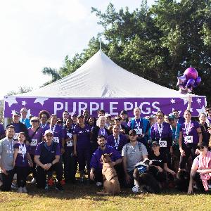 Purple Pigs 2024