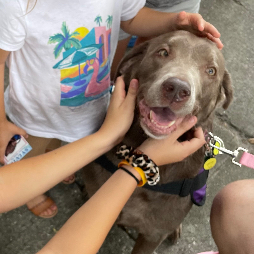 3sylviethetherapydog